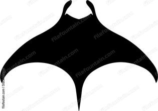 Manta Ray