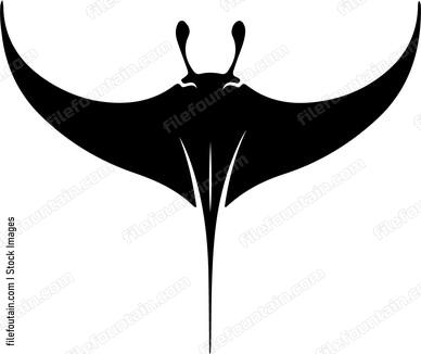 Manta Ray