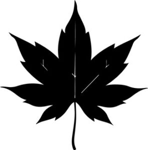 Maple Leaf