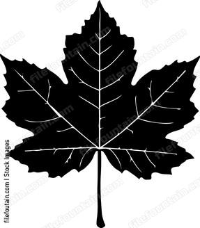 maple leaf in silhouette