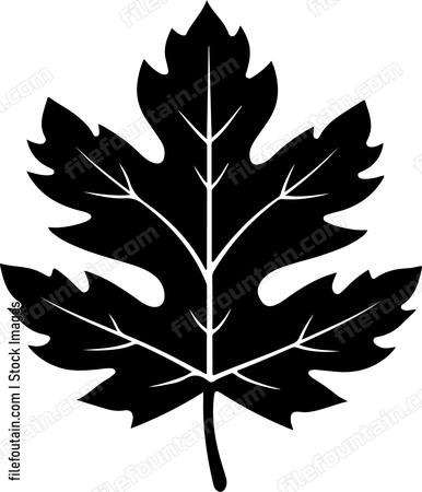Maple leaf in silhouette