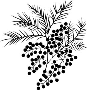 Mimosa Branch
