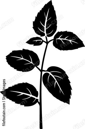 Mint Leaves