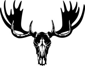 Moose Skeleton