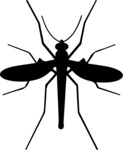Mosquito