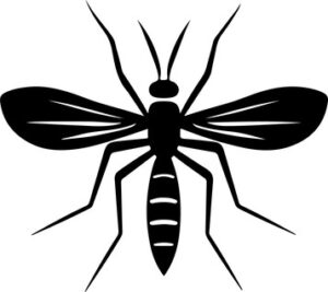 Mosquito