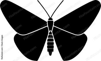 Moth Front