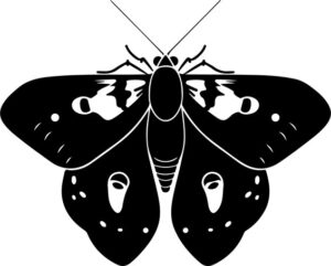 Mothpng