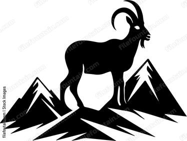 Mountain Goat