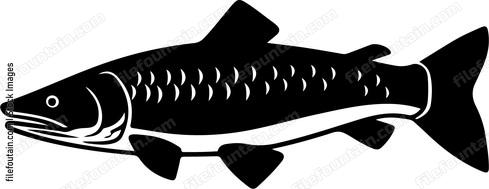 Muskellunge