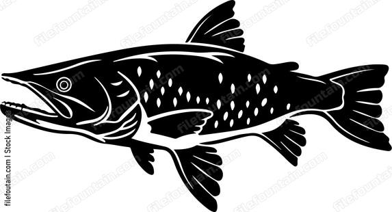 Muskellunge