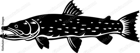 Muskellunge