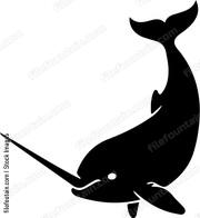 Narwhal