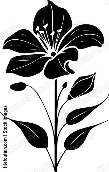 Nigella Flower