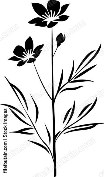 Nigella Flower