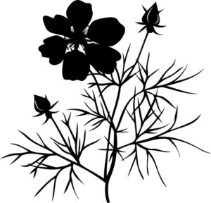 Nigella Flower