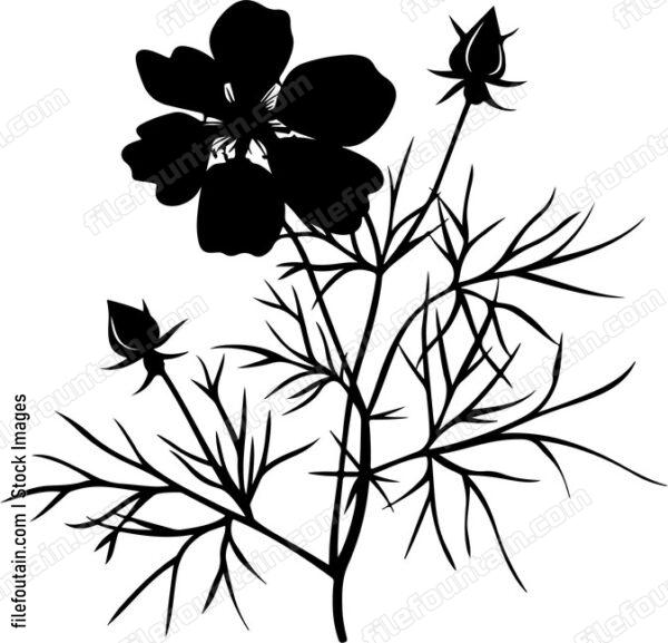 Nigella Flower