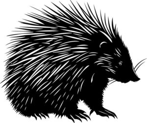 North American Porcupine