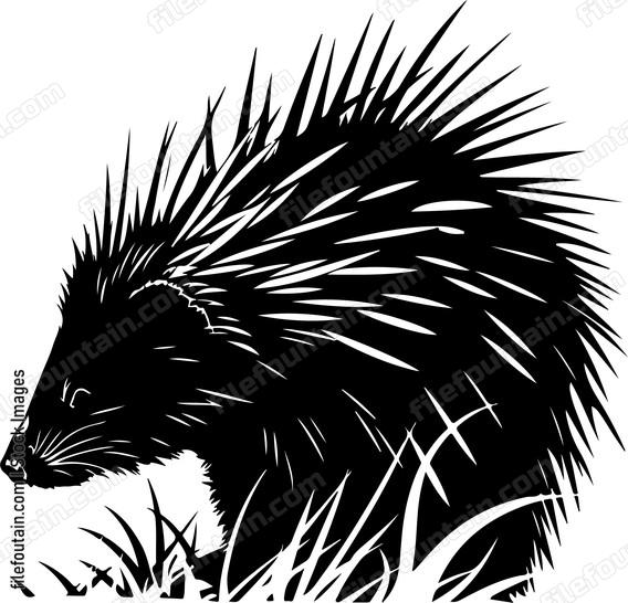 North American Porcupine