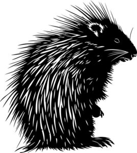 North American Porcupine