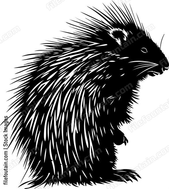 North American Porcupine