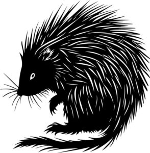 North American Porcupine