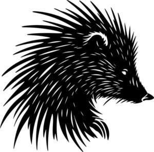 North American Porcupine