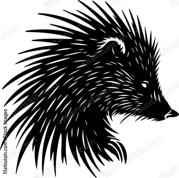 North American Porcupine