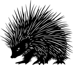 North American Porcupine