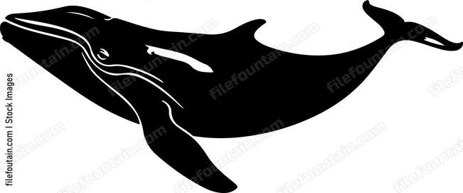 North Atlantic Whale