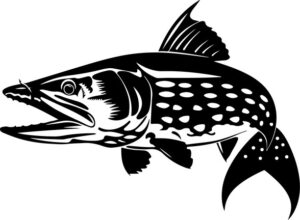 Northern Pike Head