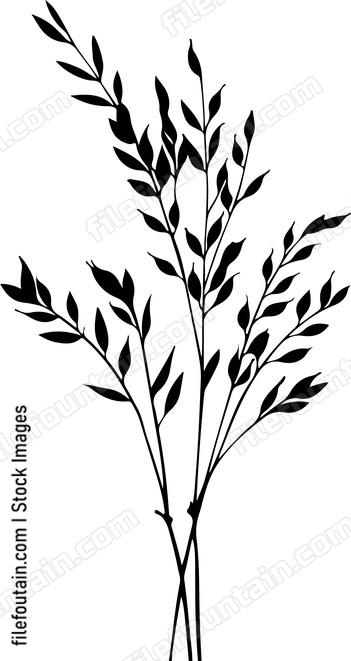 Oat Plant