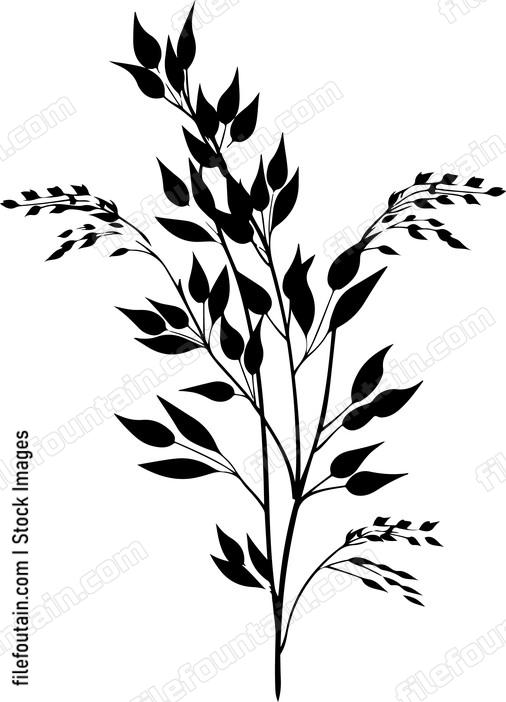Oat Plant