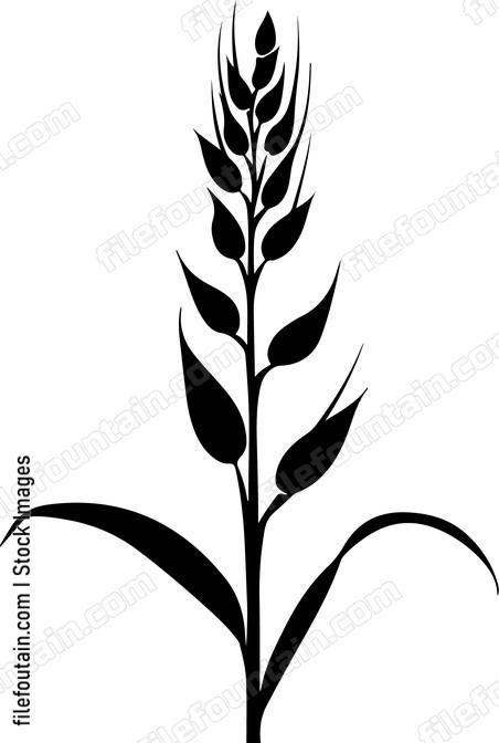Oat Plant