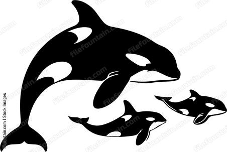 Orca Mother And Baby