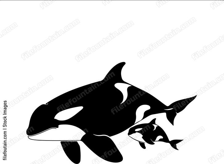 Orca Mother And Baby