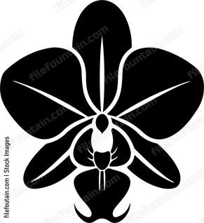 Orchid Flower