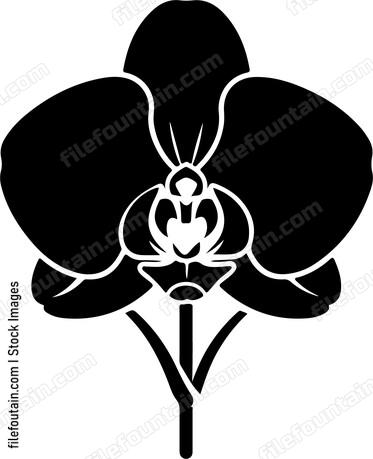 Orchid Flower