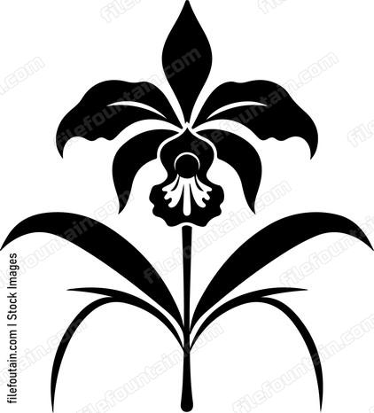 Orchid Flower