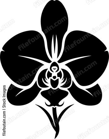 Orchid Flower