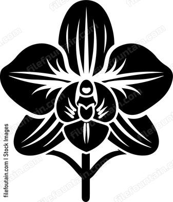 Orchid Flower