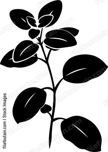 Oregano Leaf