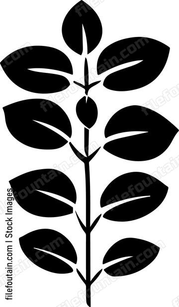 Oregano Leaf