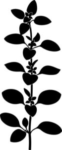 Oregano Leaf