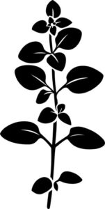 Oregano Leaf