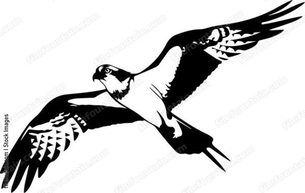 Osprey