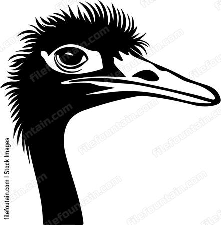 Ostrich Head
