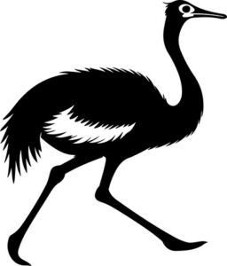 Ostrich Running