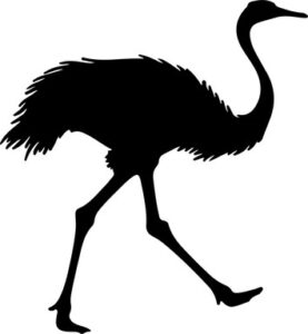 Ostrich Running