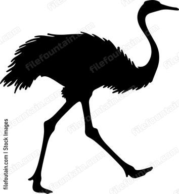 Ostrich Running